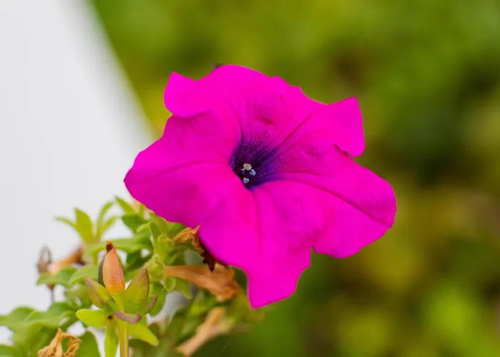 Apartamento With Parking Space Sutivan, Brac - 752 *